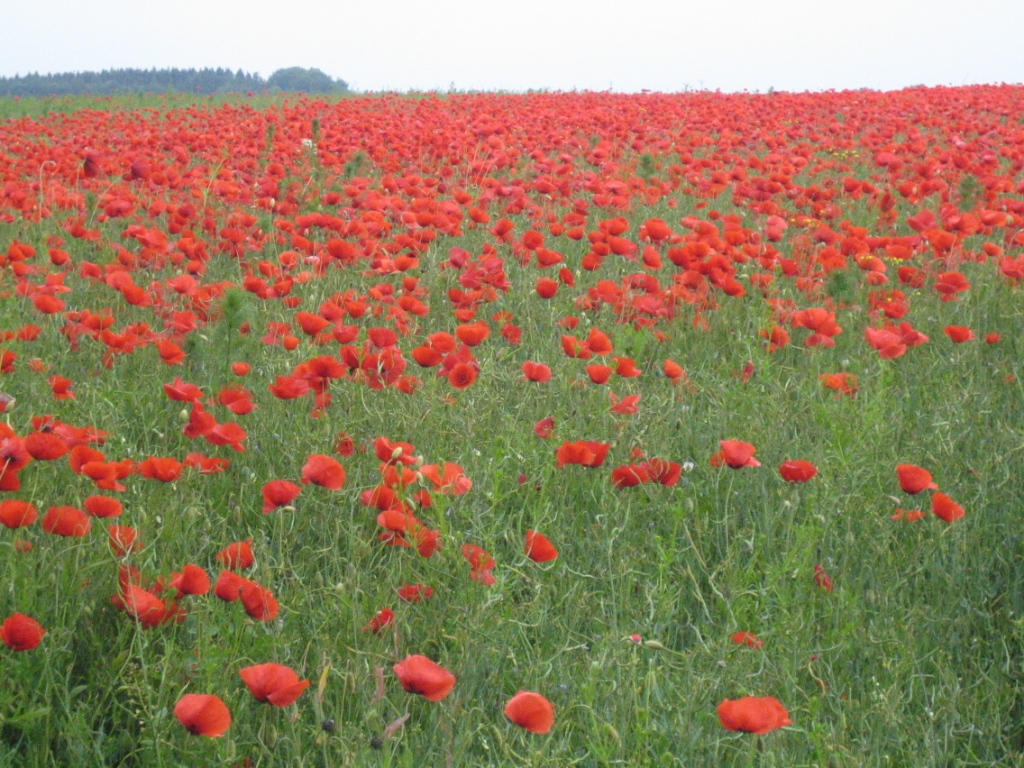 Mohn